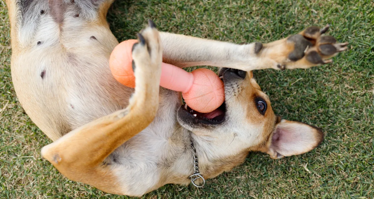 Cão descansando de barriga para cima ao ar livre