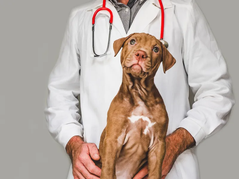 Cão fantasiado de veterinário, com jaleco e estetoscópio