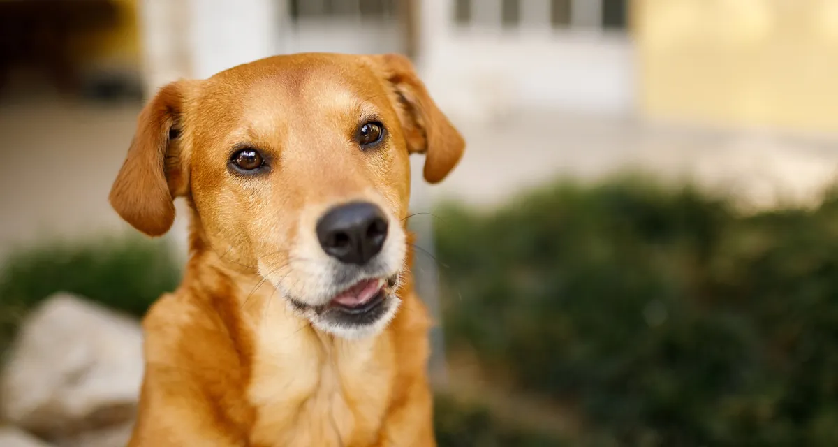 Cão caramelo posando sentado ao ar livre