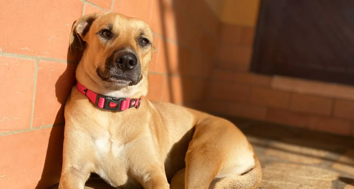 Cão deitado ao sol com coleira vermelha no pescoço